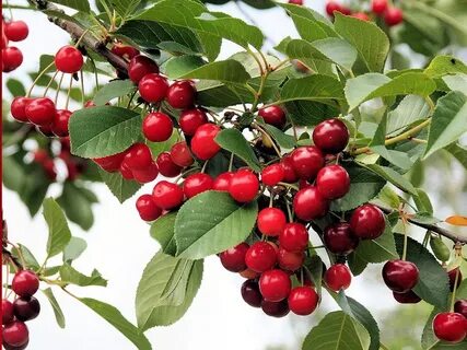 Какой сорт вишни самый