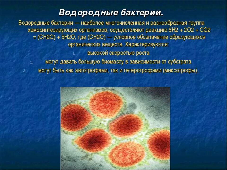 Хемосинтезирующие бактерии характеризуются. Водородные бактерии хемосинтез. Водородные бактерии примеры. Водород бактерии. Хемосинтезирующие микроорганизмы.