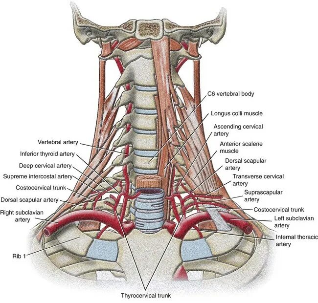 Arteria vertebralis кровоснабжает. V1 сегмент позвоночных артерий. V4 сегментов позвоночных артерий. Артерия трансверса коли.