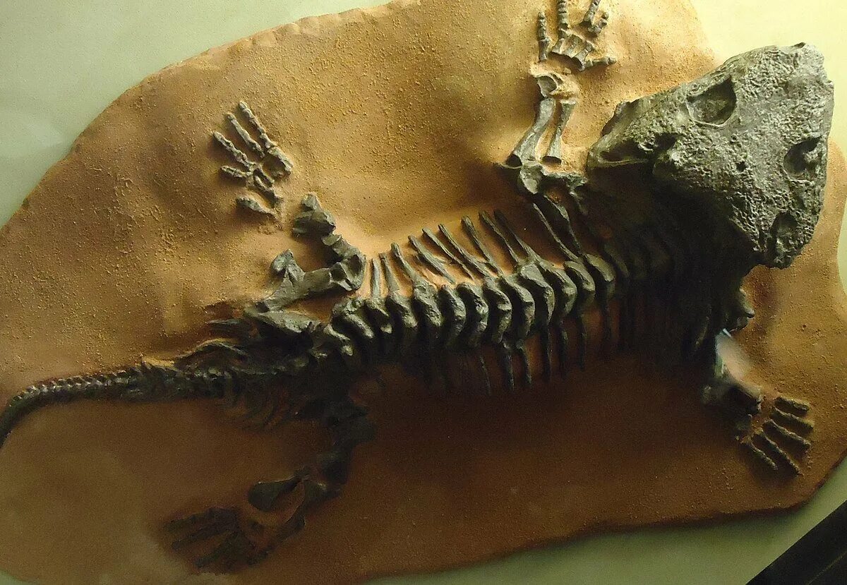 Seymouria Baylorensis. Сеймурия окаменелость. Сеймурия скелет. Fossil окаменелости.