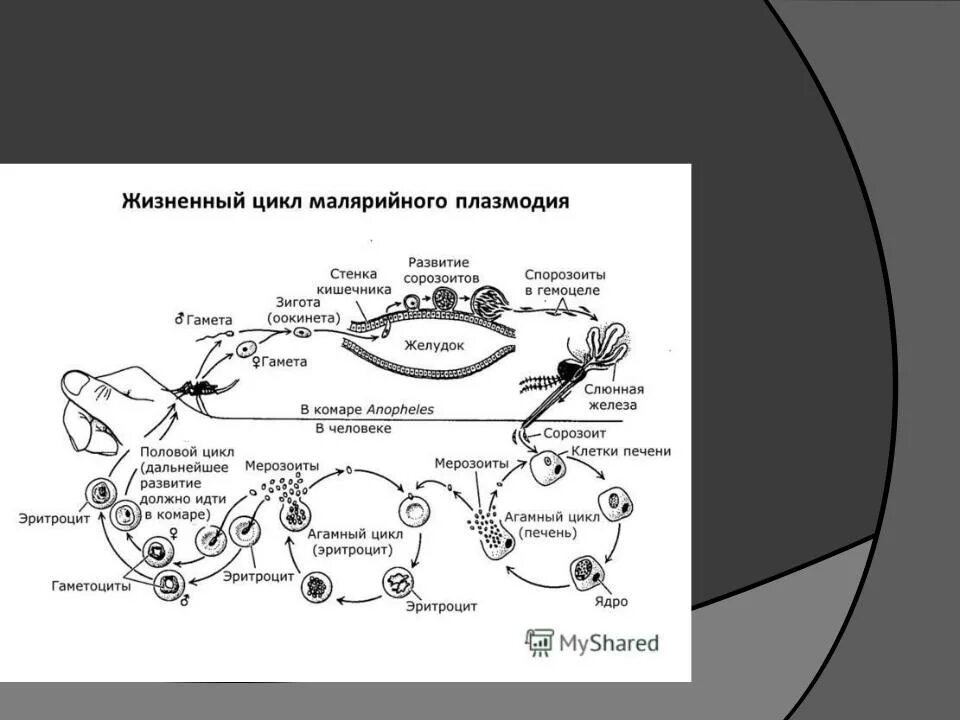 Цикл размножения малярийного плазмодия. Стадии жизненного цикла малярийного плазмодия. Цикл развития малярийного плазмодия. Жизненный цикл малярии схема.
