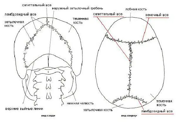 Теменная и затылочная кости тип соединения. Венечный Сагиттальный и ламбдовидный швы черепа. Швы головного мозга анатомия. Швы черепа анатомия. Соединения костей черепа анатомия швы.