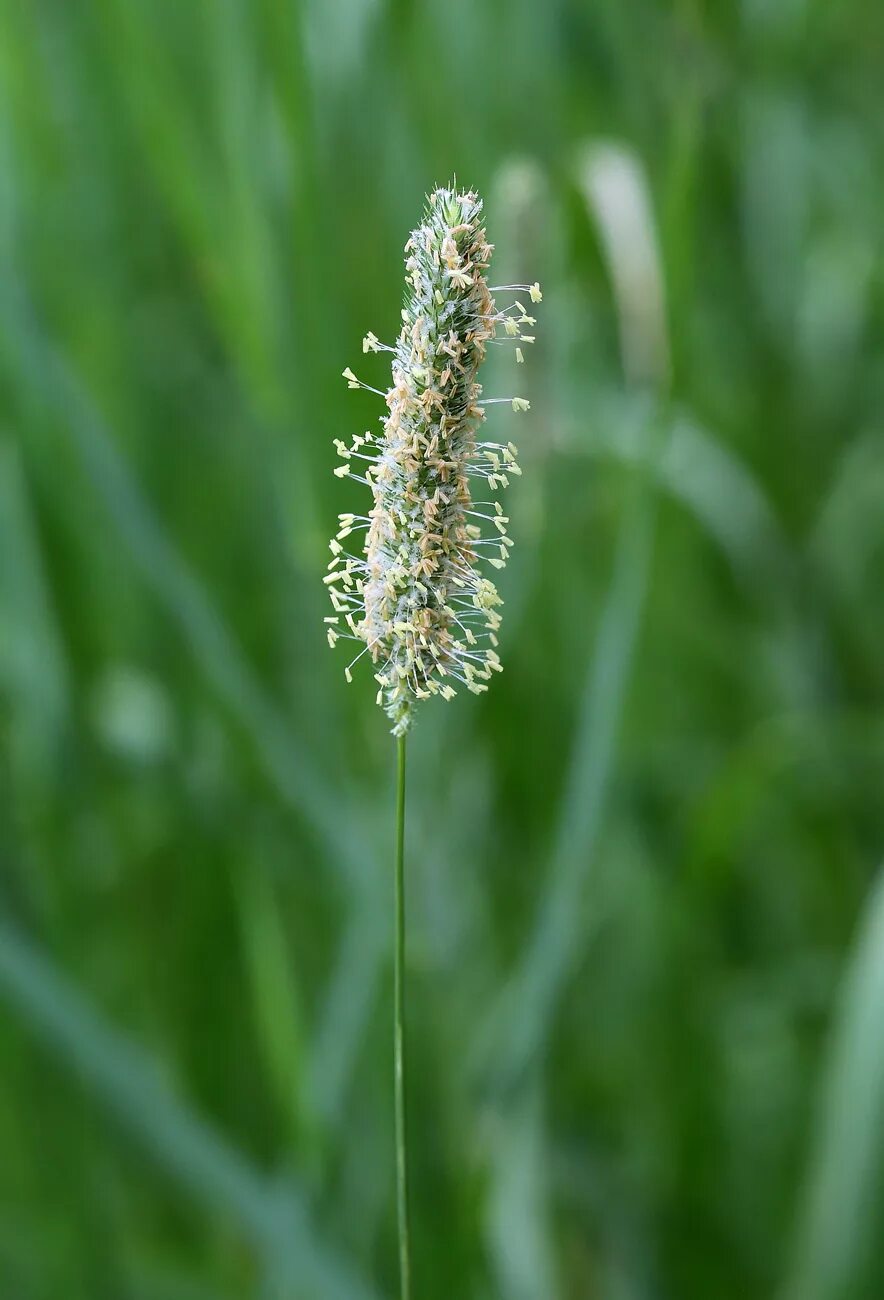 Тимофеевка степная. Тимофеевка Степная (Phleum phleoides). Лисохвост Луговой (Alopecurus pratensis).. Тимофеевка Луговая соцветие. Тимофеевка кормовая культура.