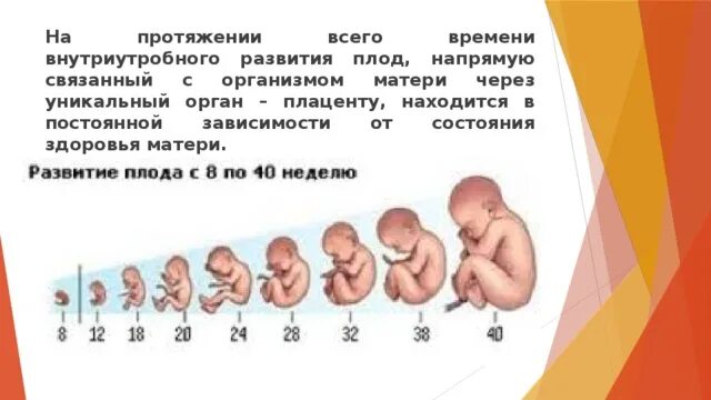 Формирование плода в утробе. Развитие плода по неделям. Эмбрион ребенка по неделям беременности. Внутриутробное развитие ребенка по месяцам.