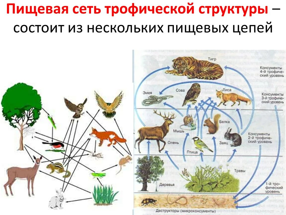 Пищевая сеть это в биологии 9 класс. Трофические связи сети питания. Пищевая сеть схема биология. Трофическая структура пищевая сеть. Пищевая сеть питания