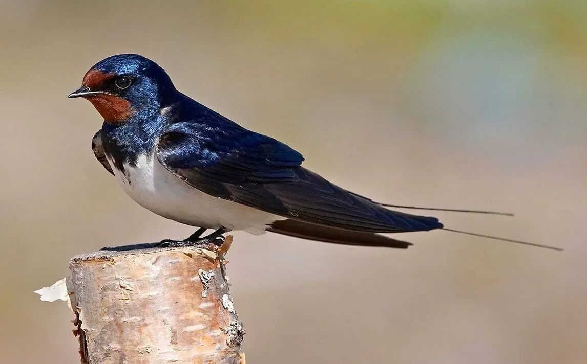 Деревенская Ласточка – Hirundo Rustica. Деревенская Ласточка Касатка. Ласточка Перелетная птица. Ласточка городская Перелетная птица.