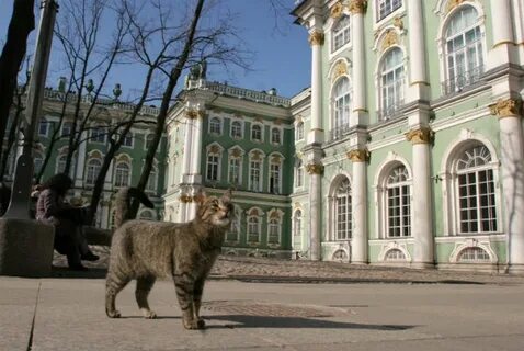 Коты на официальной службе в эрмитаже