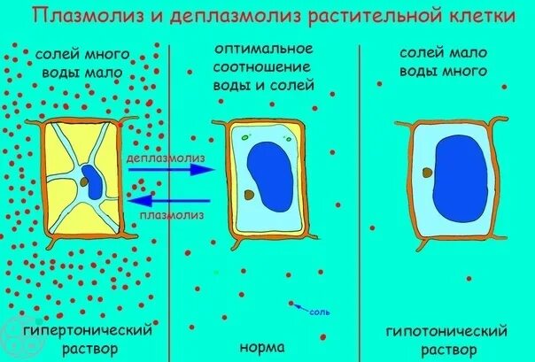 Плазмолиз раствор. Плазмолиз гипертонический раствор. Осмос тургор плазмолиз. Плазмолиз и деплазмолиз. Деплазмолиз растительной клетки.