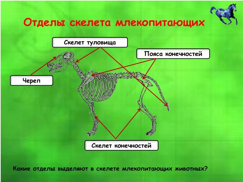 Исследование особенностей скелета млекопитающих ответы. Отделы скелета млекопитающих. Строение скелета млекопитающих. Скелет конечностей млекопитающих. Скелет млекопитающих схема.