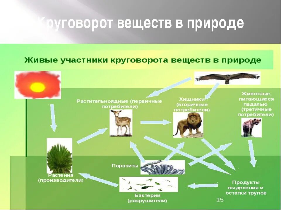 Бактерии грибы в круговороте веществ выполняют роль. Круговорот веществ в природе биология пятый класс. Круговорот веществ в природе 5 класс биология схема. Круговорот веществ в природе 6 класс биология. Биология 5кл круговорот веществ в природе.