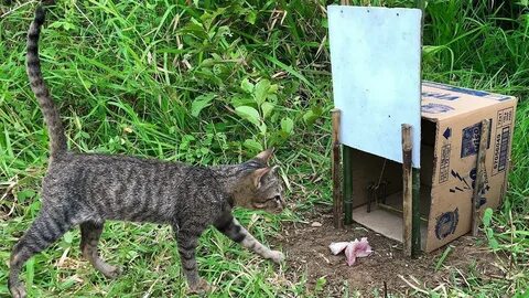 Как поймать кота