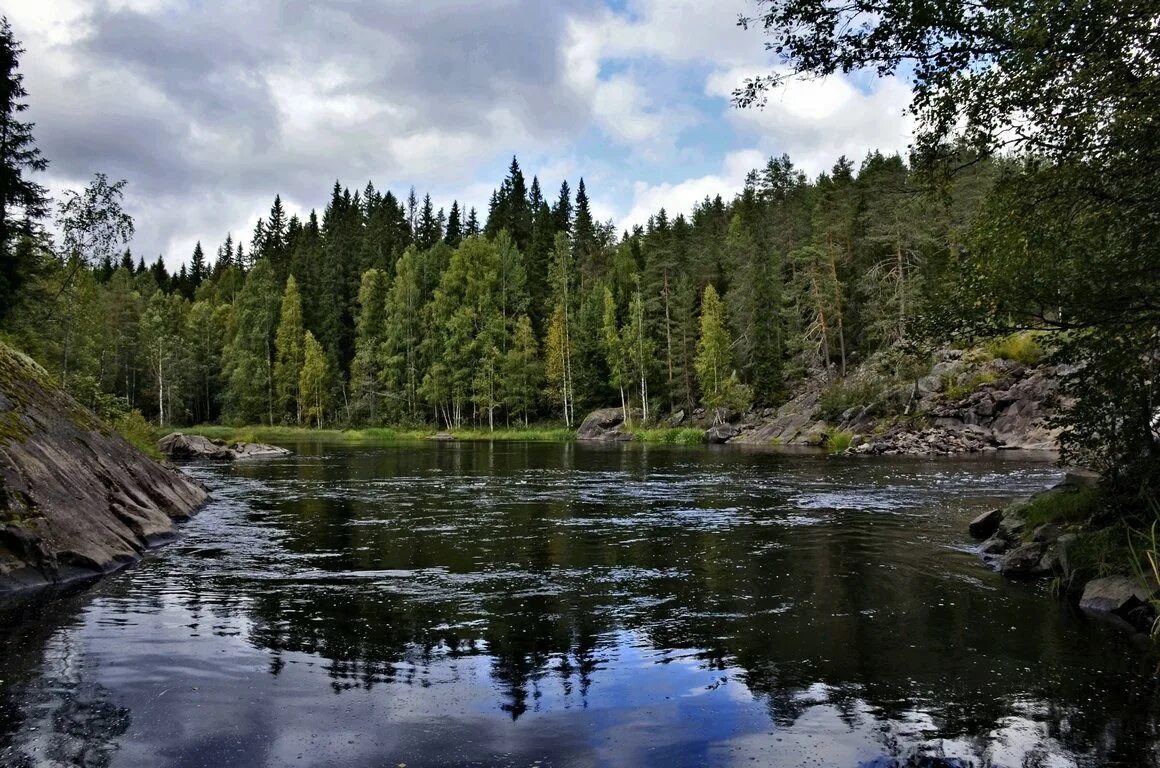 Можно леса карелии. Карелия Таежные реки. Река Кумса Карелия. Карелия Тайга. Речка Таежная Карелия.