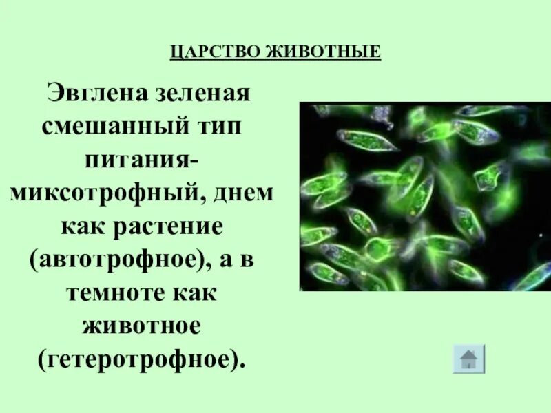 Тип питания эвглены. Эвглена зеленая тип питания. питание эвглены зеленой. миксотрофное питание эвглены зеленой. миксотрофный тип питания у эвглены зеленой.