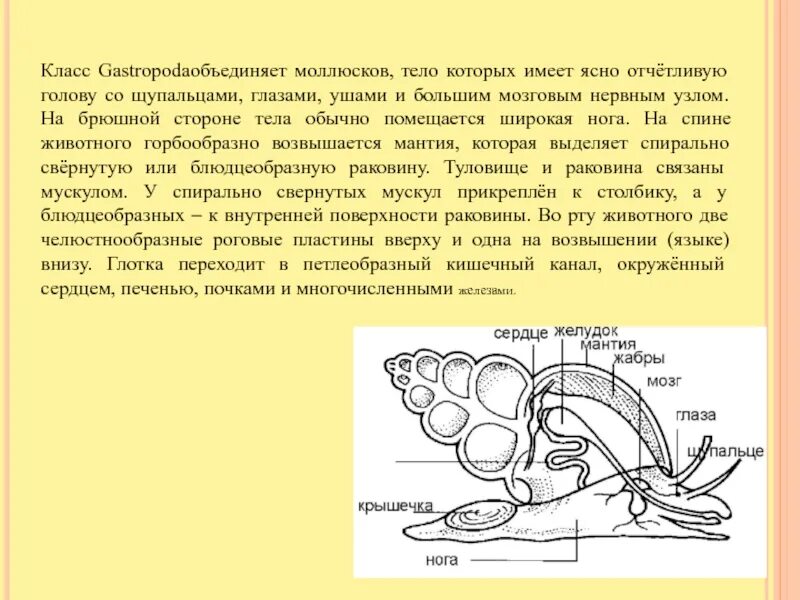 Нервная система брюхоногих. Нервная система брюхоногих моллюсков 7 класс. Брюшные конечности у брюхоногих. Класс брюхоногие нервная система. Тело моллюска имеет мантию