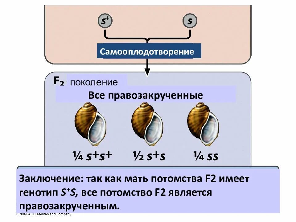 Сколько дает потомства. Самооплодотворение. Самооплодотворение примеры. Перекрестное и самооплодотворение. Что такое самоулидтворение?.