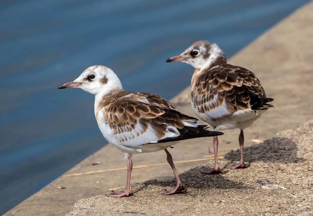 Озерная черноголовая чайка птенец. Озерная чайка слеток. Озерная чайка слеток. Как зовут детеныша чайки. Серебристая чайка птенец.