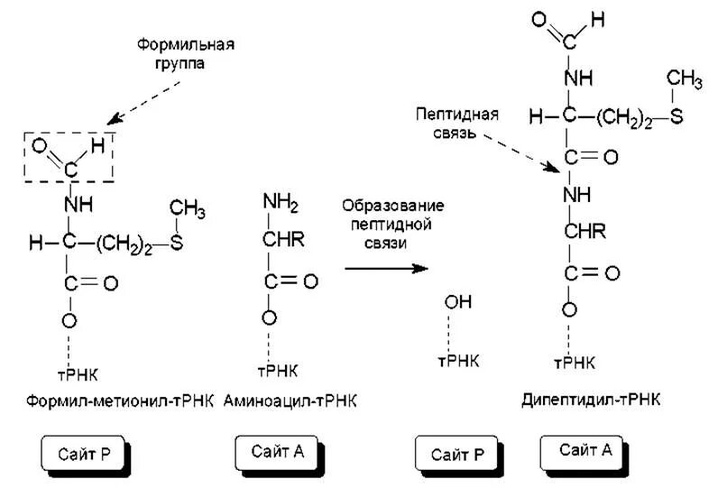 Образование пептидной связи трансляция. Дипептидил ТРНК. Образование пептидной связи между аминокислотами. Образование формилметионин ТРНК. Аланин ТРНК.