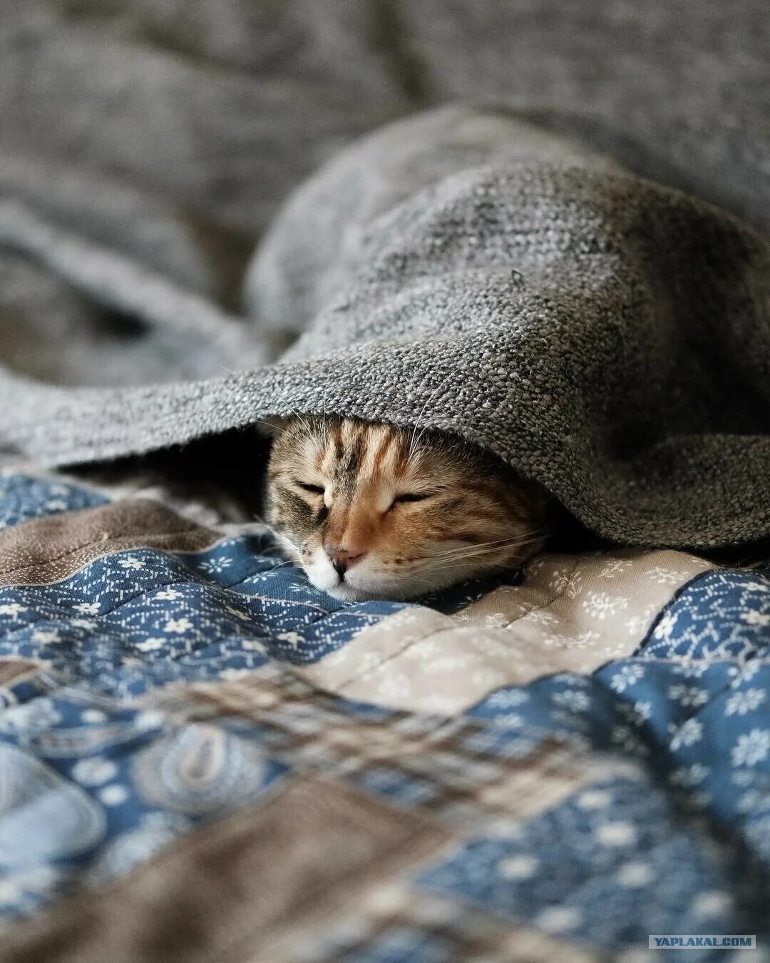 Взять кошку во сне. Сонный котик. Снятся ли кошкам сны. Спящий кот. Кошкам снятся сны.