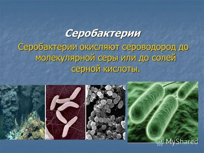 Сероводород бактерии. Серобактерии хемотрофы. Серобактерии бактерии. Серобактерии нитрифицирующие бактерии. Серобактерии и железобактерии.