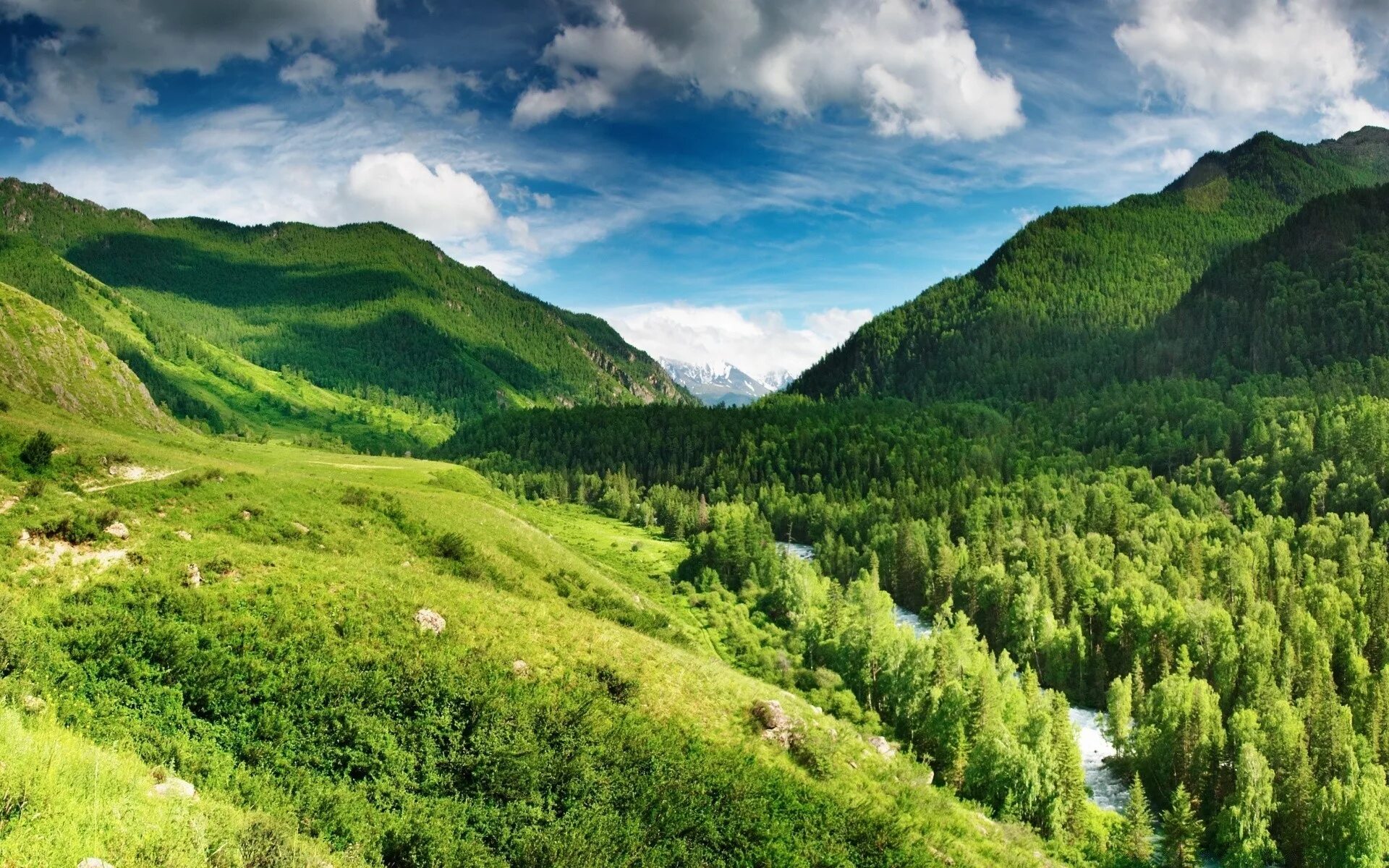 Горы поросшие лесом. Грин Маунтинс хребет. Зеленые холмы Алтай. Природа горы. Зеленые горы.