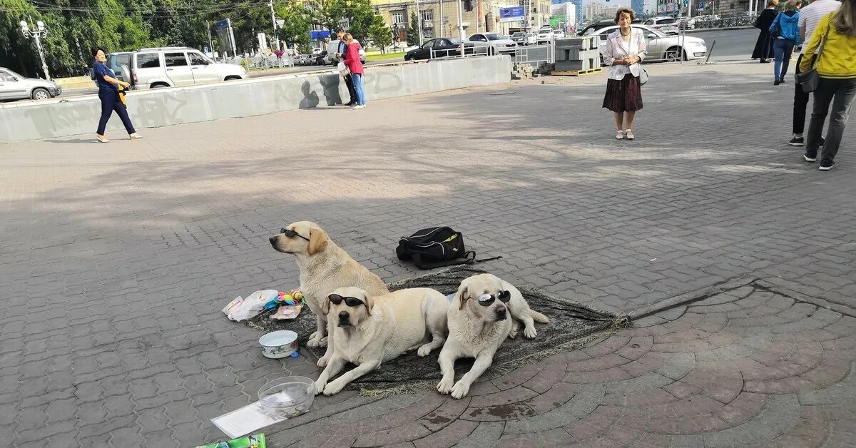 Собака просит милостыню. Нск собака. Собака в новосибирске. Собаки потеряшки новосибирск. Бродячая собака новосибирск.