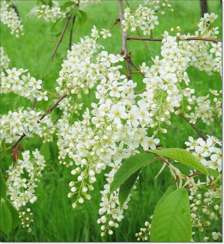 Утром расцвела. Весенний пейзаж. "на чашечку кофе…?!". Весенний день. Расцветали мясо и сметана.