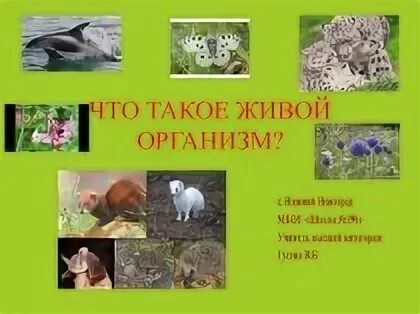 Презентация живые организмы