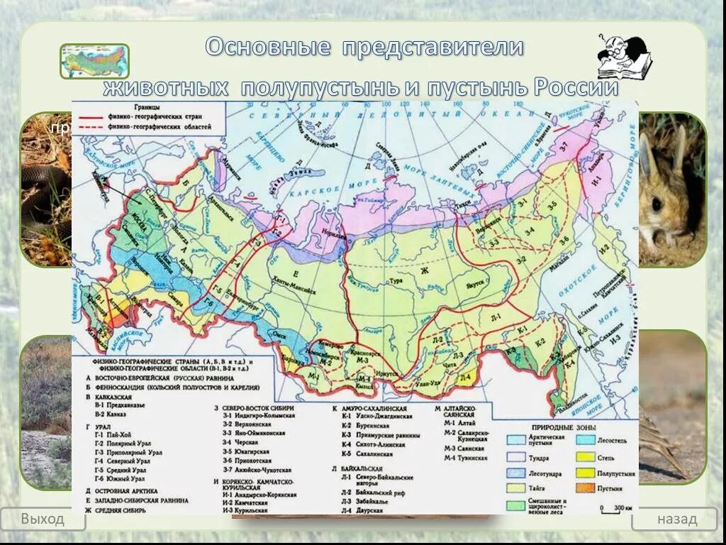 Презентация животный мир россии 8 класс география. Физико-географические зоны России. Растительность России 8 класс. Карта растительности России 8 класс.