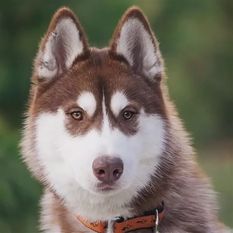 Сибирский хаски. Сибирский хаски с карими глазами. Хаски с карими глазами. Сибирский хаски кареглазый. Хаски кари.
