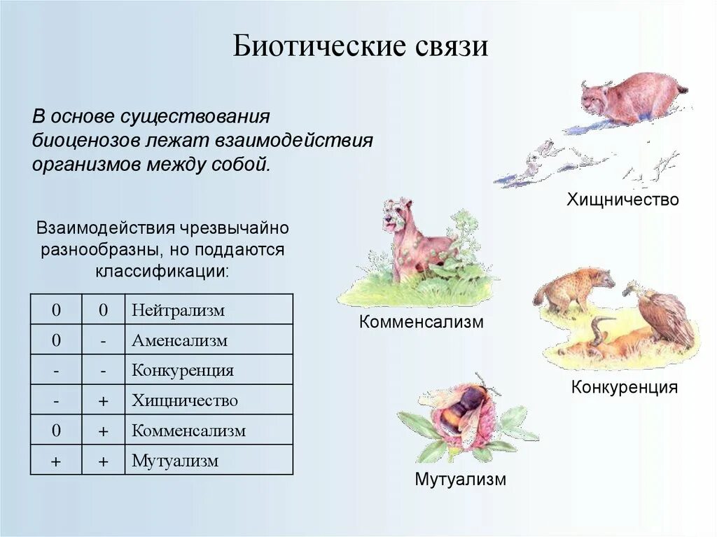 Корова человек тип биотических. Тип биотических взаимоотношений организмов. Биотические отношения в биоценозе. Биотические взаимоотношения между организмами таблица. Биотические взаимодействия организмов.