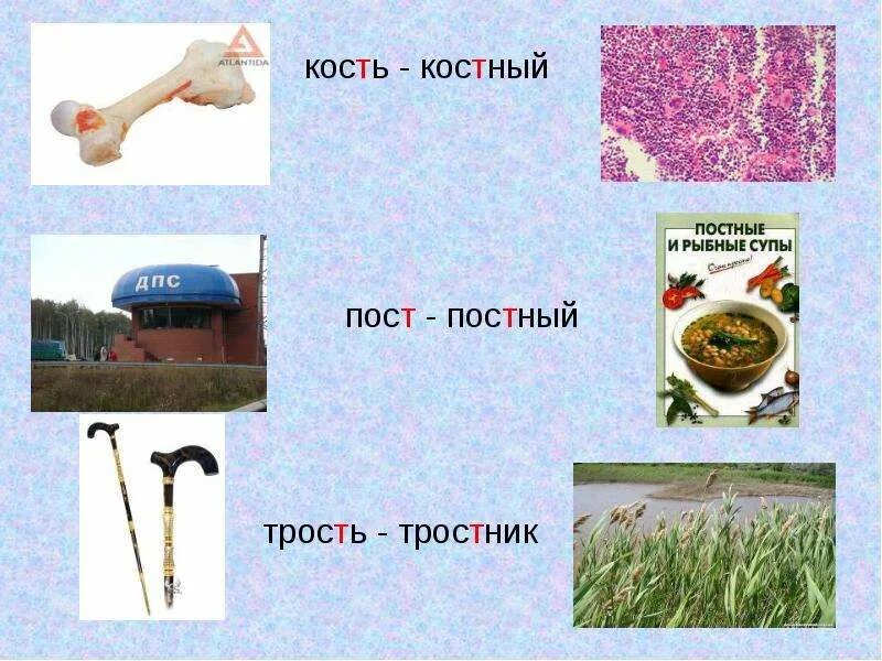 Косный и костный паронимы. Тростник проверочное слово. Костяной пароним. Как пишется слово костный. Костный значение слова.