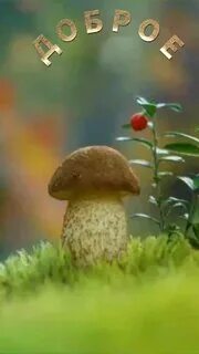 Маленький грибочек