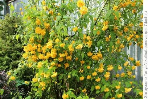 Керия посадка и уход в открытом грунте