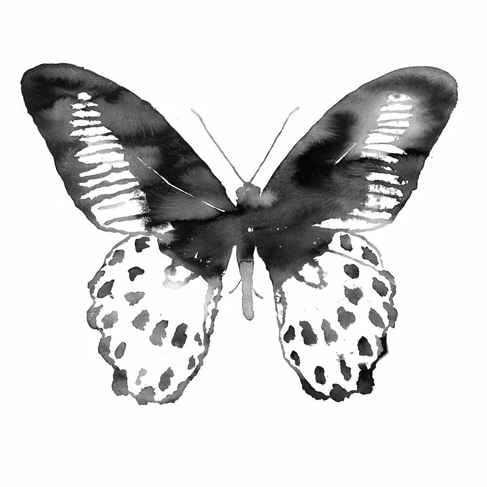 Бабочка черный глянец. Бабочка черно белая. Постеры с бабочками. Постеры с бабочками черно белые. Черная бабочка арт.