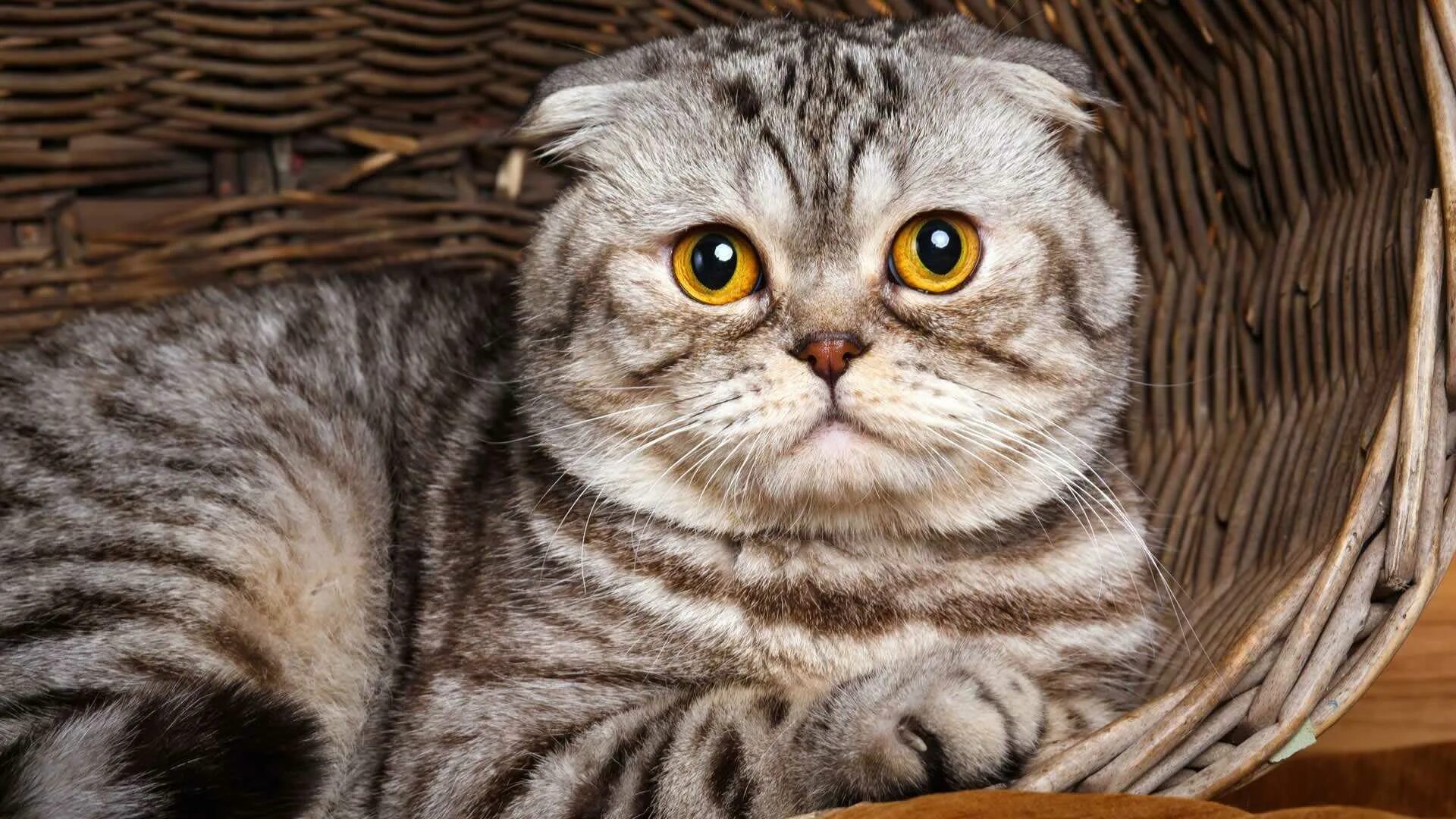 Шотландский вислоухий кот скоттиш фолд. Вислоухие котята британцы. Шотландская вислоухая scotish full. Шотландская вислоухая кошка интересные факты. Рассказ про шотландского вислоухого кота.