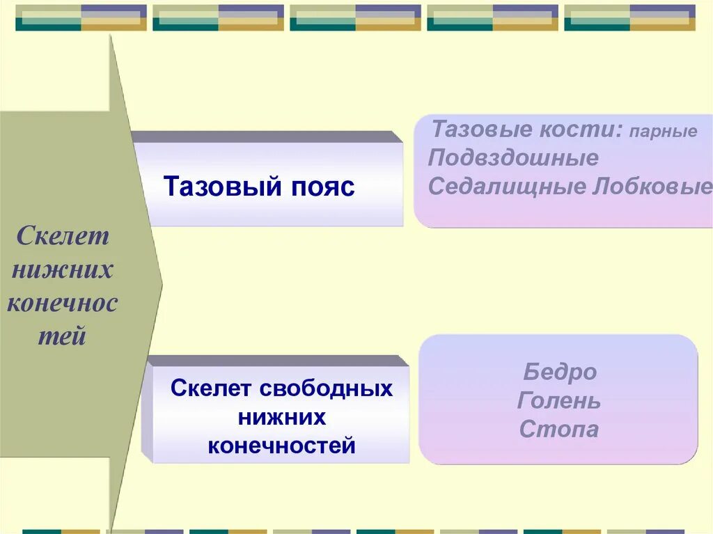 Строение костей пояса нижних конечностей. Скелет нижней конечности свободная конечность функции. Парные кости пояса. Кости пояса и свободной нижней конечности. Скелет пояса нижних конечностей человека.