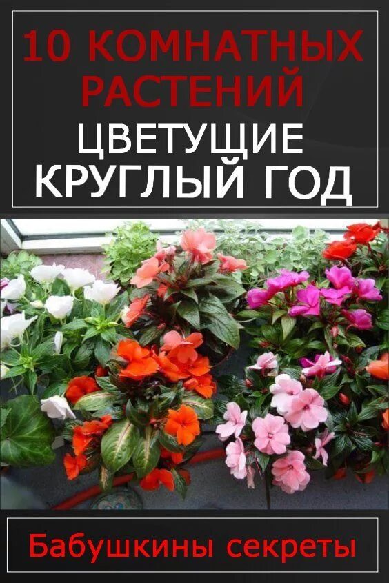 Самые неприхотливые комнатные растения Блог "Твой Дизайнер" Plants, Floral wreat