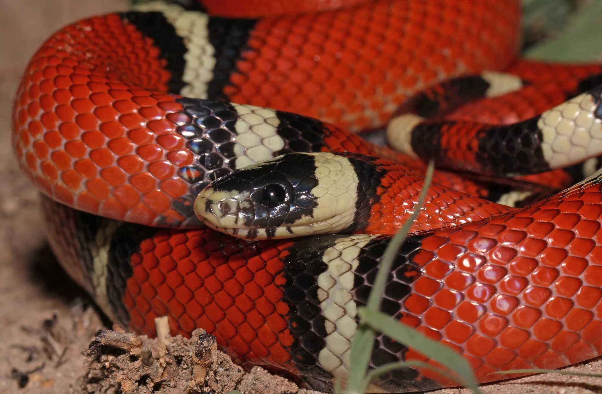Черно красно белые змеи. Королевская синалойская молочная змея. Королевская змея (Lampropeltis). Королевская змея Горная хуачукская. Молочная змея Lampropeltis Triangulum.