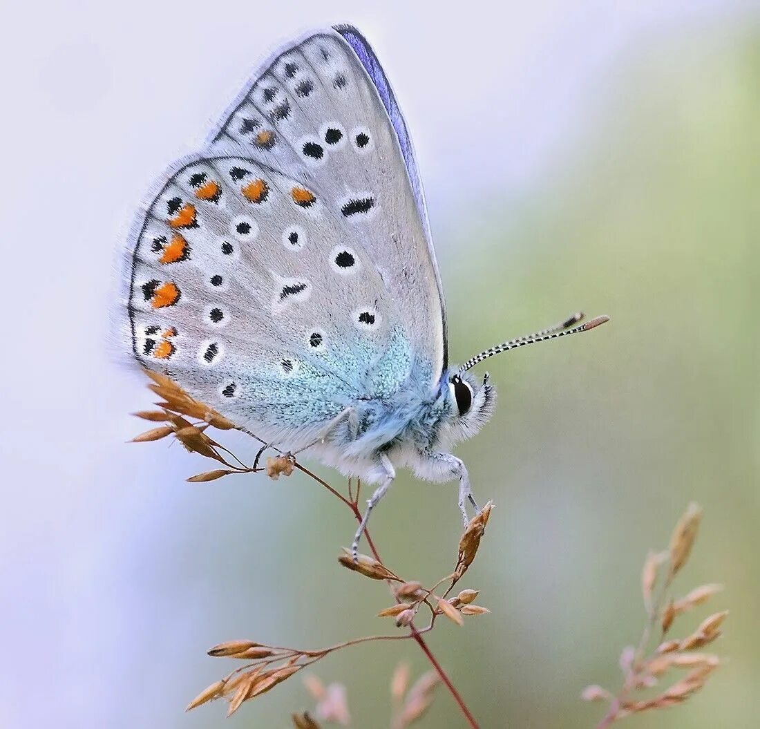 Бабочки голубянки чудесной. Голубянка Икар бабочка. Голубянка аргали. Голубянка Арион бабочка. Бабочка голубянка Аргус.