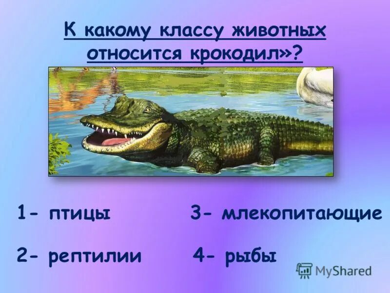 К какому классу относится крокодил. К какому классу относится крокодил