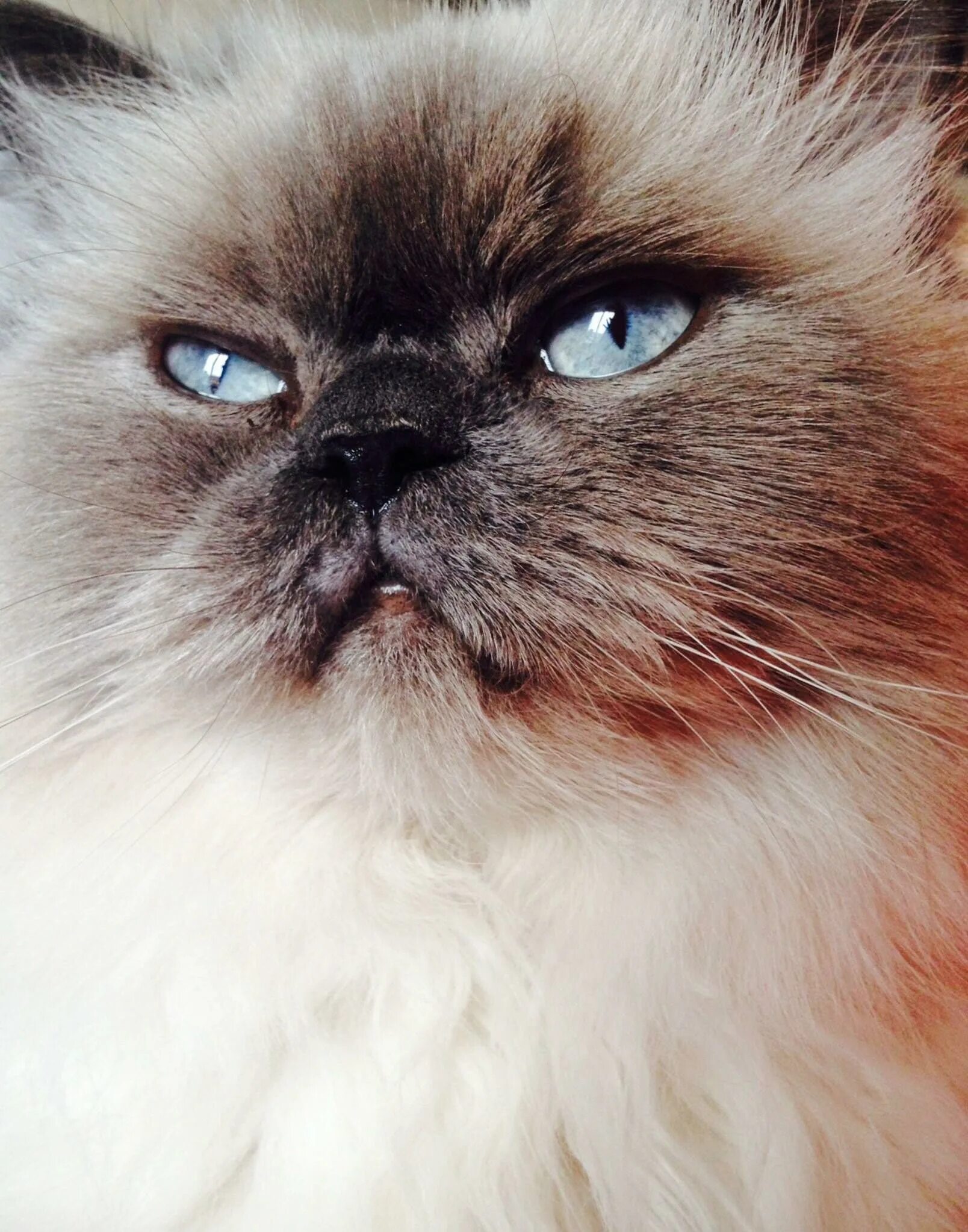 Персидская кошка колор Пойнт. Гималайская Персидская кошка. Гималайский колор-Пойнт кошка. Гималаи (персидский колор-Пойнт). Персидско сиамская кошка