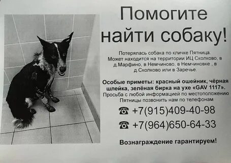 Найти собаку по кличке