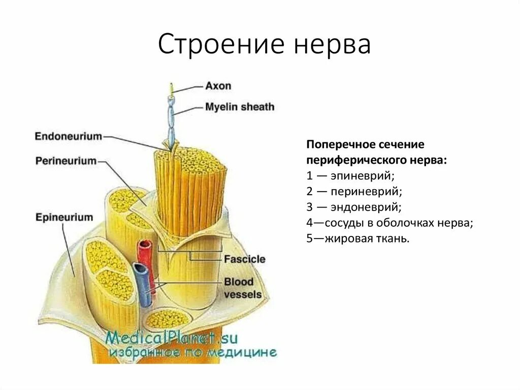 Внутреннее строение нерва. Строение нерва анатомия. Строение нерва на поперечном разрезе. Строение периферического нерва. Строение периферического нерва анатомия.