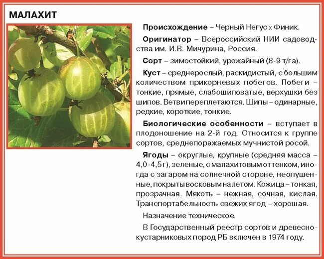 Крыжовник читать краткое содержание. Крыжовник сорт юбиляр. таблица сортов крыжовника. характеристика крыжовника. таблицы сортов крыжовника описание.