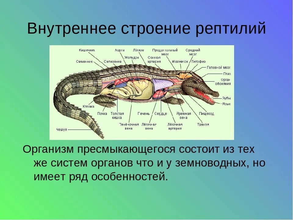 Какой орган у ящерицы. Пресмыкающиеся системы органов таблица. Пресмыкающиеся 7 класс биология внешнее строение. Система органов пресмыкающихся 7 класс. Пресмыкающиеся внутреннее строение таблица.