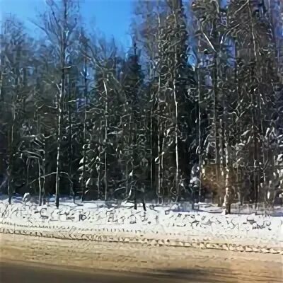 Морозовский лес пушкино. Пушкино лес. Пушкино лес. Леса в пушкинском районе. Пироговский лес.