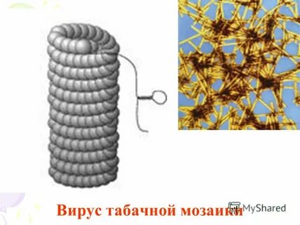 Вирус табачной мозаики состоит из