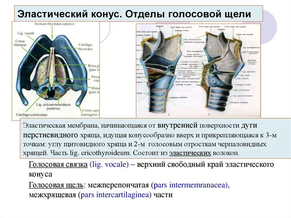 Верхний голосовой. Эластический конус голосовой складки. Эластический конус гортани. Строение эластичного конуса гортани. Эластический конус гортани образован.