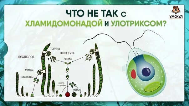 Хламидомонады и улотрикса. Жизненный цикл водорослей улотрикс. Размножение водоросли улотрикса. Зооспоры хламидомонады.