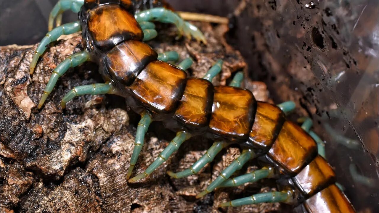 Сколопендра хайнанум. Scolopendra viridicornis. Scolopendra SP. Рой сколопендр.